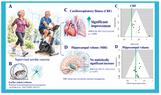 sportudomany blog neurogenezis 2